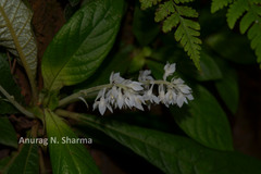 Neurocalyx calycinus